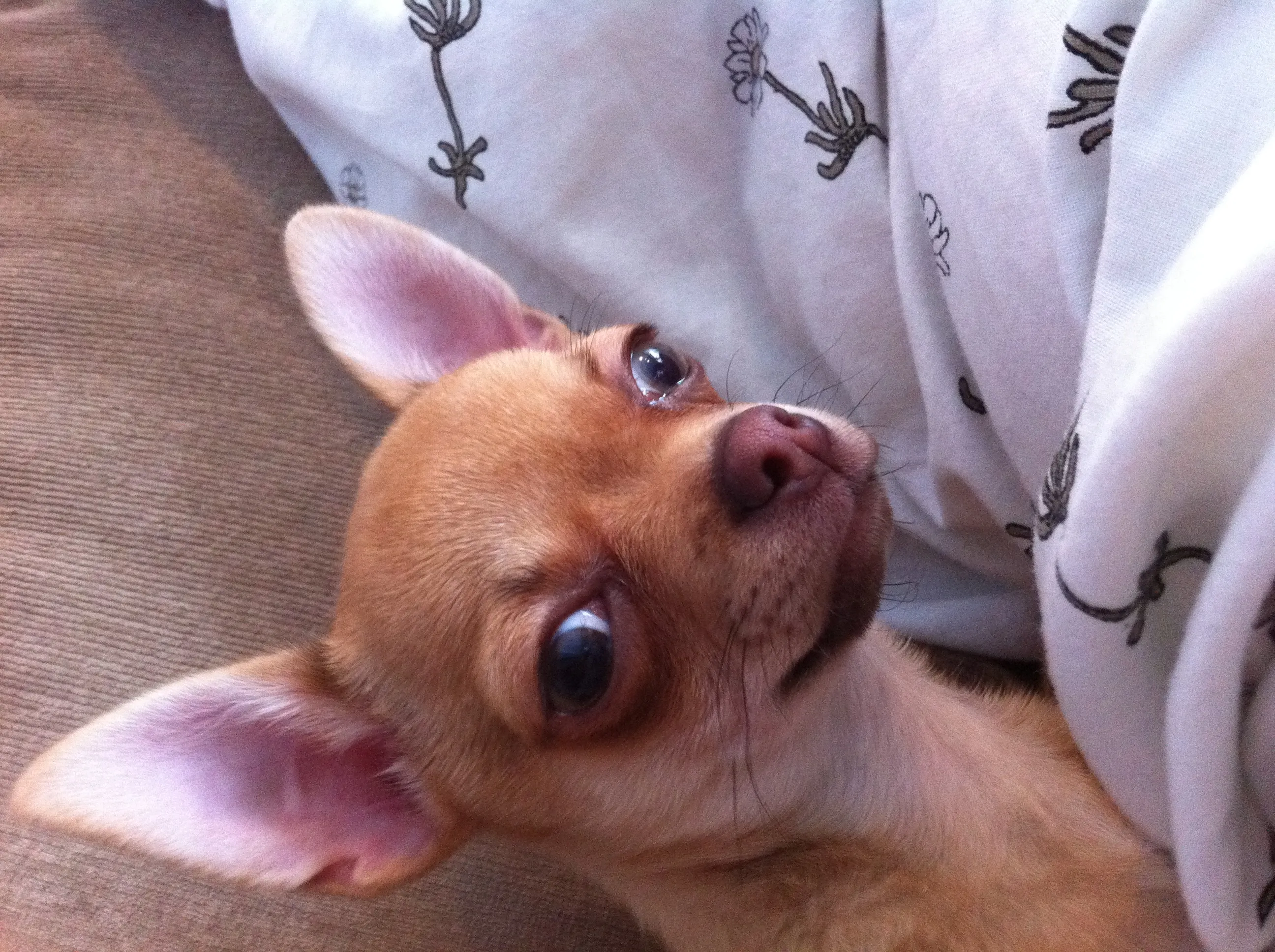Image of the dog Cupcake